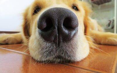 Die Nase des Hundes: Das wichtigste Sinnesorgan